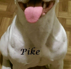 Pike 2011-2015